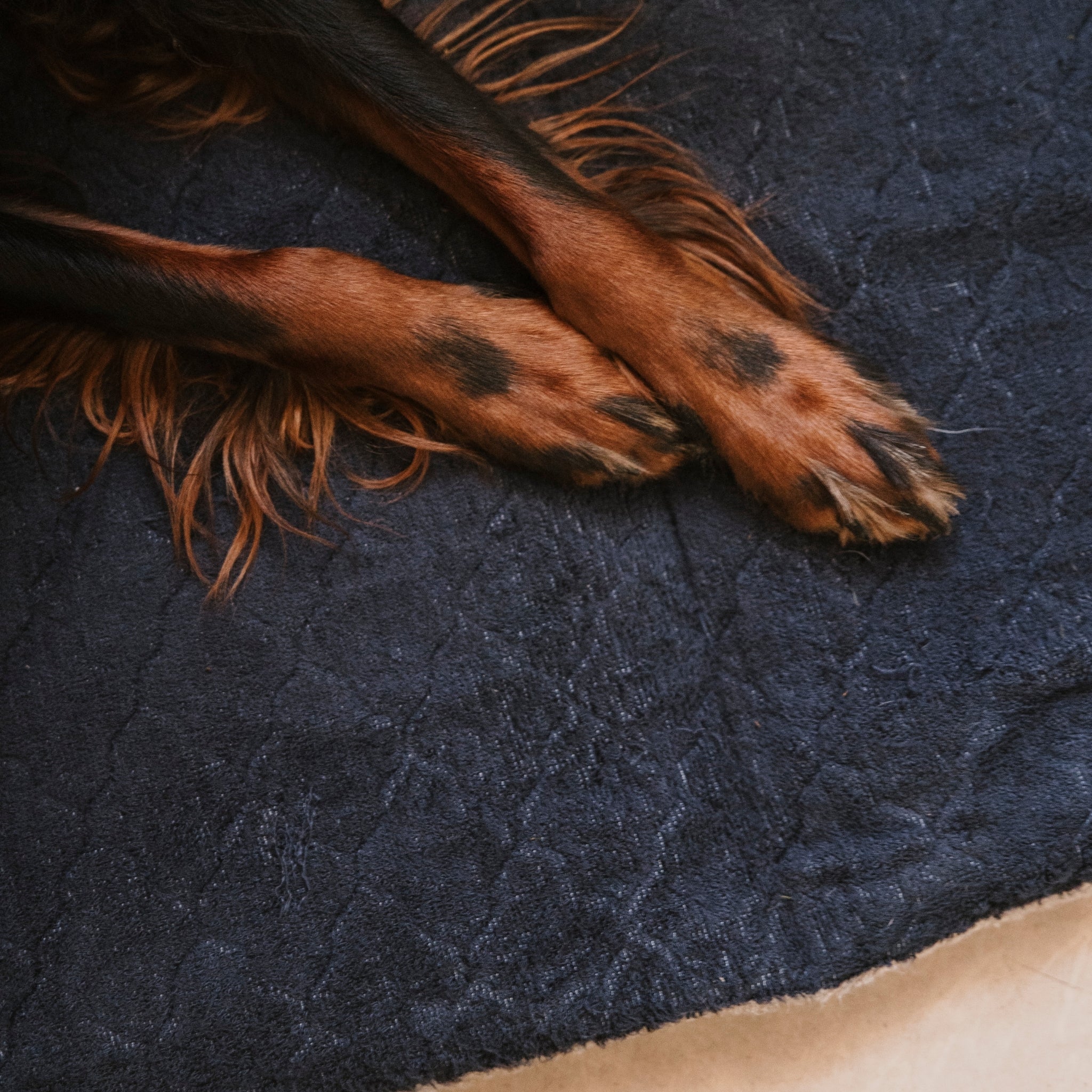 Nordic Sleep x Siccaro dog bed - Navy - M